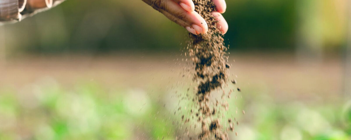 Mãos humanas deixam escorrer lentamente o solo entre os dedos sobre uma plantação verde e saudável. A imagem transmite o cuidado com a terra e a nutrição do solo, destacando o uso de biofertilizantes para fortalecer o crescimento das plantas de forma sustentável. O fundo desfocado evidencia a plantação, simbolizando a importância dos insumos naturais na agricultura regenerativa e no manejo ecológico da terra.