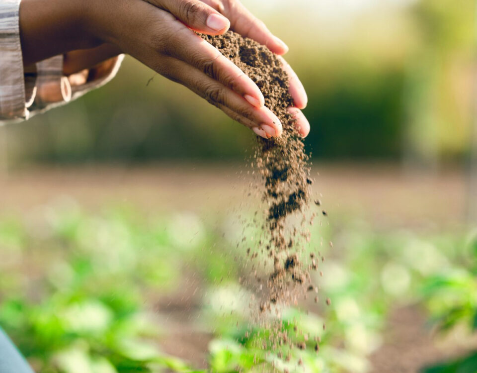 Mãos humanas deixam escorrer lentamente o solo entre os dedos sobre uma plantação verde e saudável. A imagem transmite o cuidado com a terra e a nutrição do solo, destacando o uso de biofertilizantes para fortalecer o crescimento das plantas de forma sustentável. O fundo desfocado evidencia a plantação, simbolizando a importância dos insumos naturais na agricultura regenerativa e no manejo ecológico da terra.