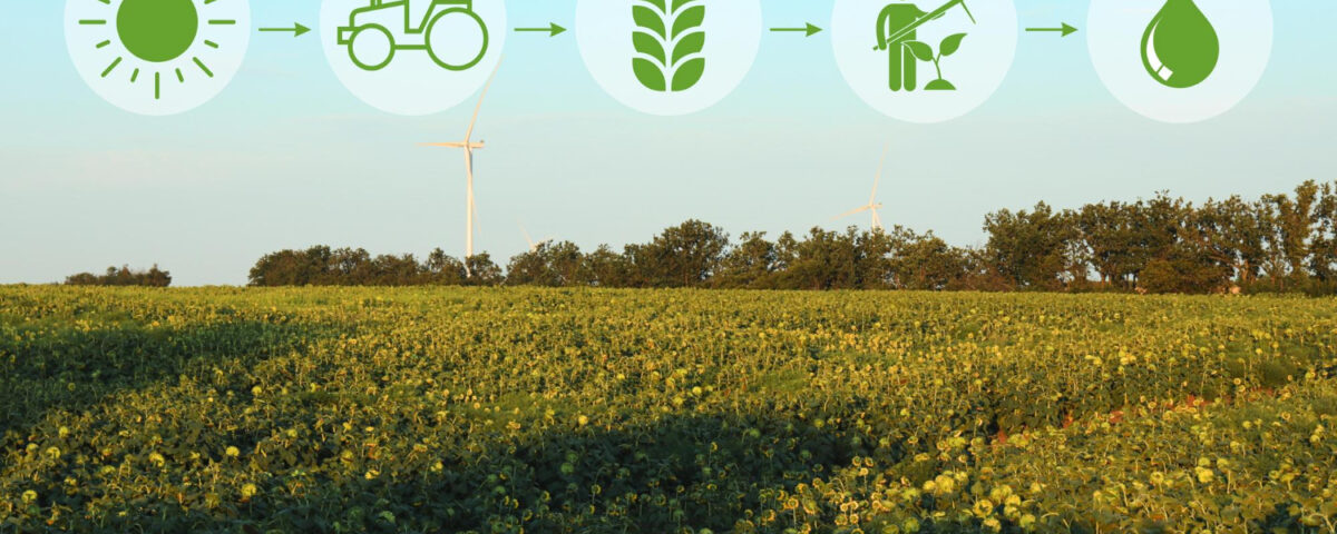 Campo de girassóis com turbinas eólicas ao fundo, destacando uma sequência de ícones ilustrando o ciclo produtivo da agricultura regenerativa, desde a energia solar e o uso de maquinário até o cultivo, manejo sustentável e extração de recursos naturais.