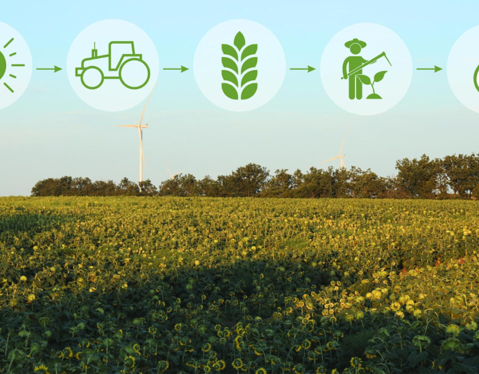 Campo de girassóis com turbinas eólicas ao fundo, destacando uma sequência de ícones ilustrando o ciclo produtivo da agricultura regenerativa, desde a energia solar e o uso de maquinário até o cultivo, manejo sustentável e extração de recursos naturais.