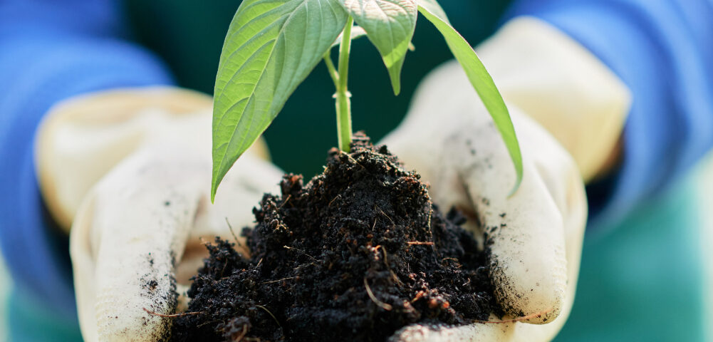 Mãos enluvadas seguram um punhado de solo rico e escuro, do qual brota uma pequena muda de planta com folhas verdes vibrantes. A pessoa, vestindo um avental verde e uma blusa azul, transmite a imagem de cuidado e cultivo sustentável. O solo fértil sugere o uso de fertilizante biológico, promovendo o crescimento saudável da planta de maneira natural e ecologicamente responsável. A cena representa a conexão entre a agricultura regenerativa e a preservação do meio ambiente