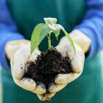 Mãos enluvadas seguram um punhado de solo rico e escuro, do qual brota uma pequena muda de planta com folhas verdes vibrantes. A pessoa, vestindo um avental verde e uma blusa azul, transmite a imagem de cuidado e cultivo sustentável. O solo fértil sugere o uso de fertilizante biológico, promovendo o crescimento saudável da planta de maneira natural e ecologicamente responsável. A cena representa a conexão entre a agricultura regenerativa e a preservação do meio ambiente