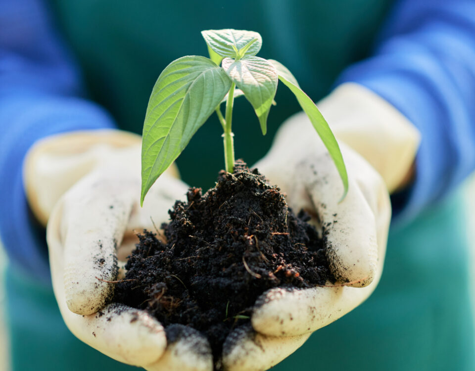 Mãos enluvadas seguram um punhado de solo rico e escuro, do qual brota uma pequena muda de planta com folhas verdes vibrantes. A pessoa, vestindo um avental verde e uma blusa azul, transmite a imagem de cuidado e cultivo sustentável. O solo fértil sugere o uso de fertilizante biológico, promovendo o crescimento saudável da planta de maneira natural e ecologicamente responsável. A cena representa a conexão entre a agricultura regenerativa e a preservação do meio ambiente