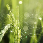 Imagem de uma plantação verdejante com um primeiro plano detalhado de espigas em crescimento, iluminadas pela luz natural. Sobrepostas à cena, linhas e pontos conectados criam uma representação digital, simbolizando inovação e tecnologia. O futuro do agronegócio caminha para práticas mais sustentáveis, e o uso de fertilizantes biológicos é essencial nessa evolução. Eles promovem solos mais férteis, reduzem impactos ambientais e aumentam a eficiência produtiva, garantindo uma agricultura regenerativa e alinhada às novas demandas globais.