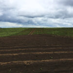Imagem de uma plantação sob um céu nublado, com o solo em primeiro plano apresentando sulcos bem definidos. Ao fundo, uma área verde já cultivada contrasta com a terra arada. A qualidade do solo é visível pela uniformidade do preparo, essencial para um cultivo saudável. O uso de fertilizantes biológicos pode potencializar essa qualidade, melhorando a estrutura e a fertilidade da terra, promovendo um ambiente rico em nutrientes e vida microbiana para um crescimento sustentável das plantas
